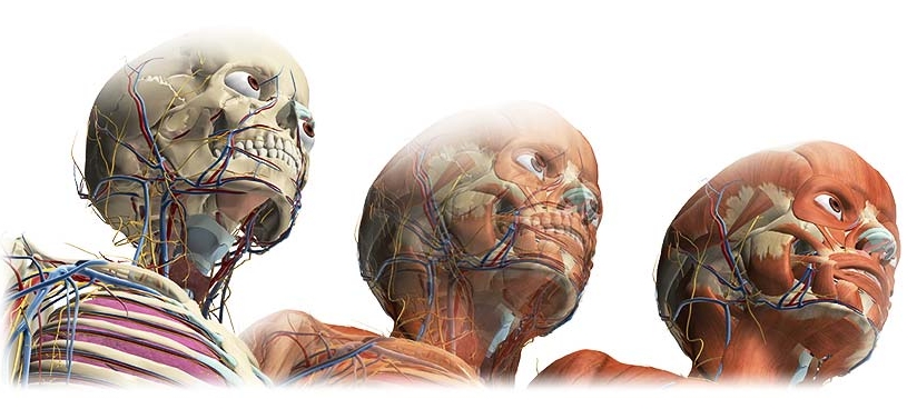 Atlas de anatomia online (grátis), TECNOFAGIA