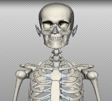 Atlas de anatomia em 3D online e gratuito, TECNOFAGIA
