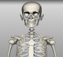 Atlas de anatomia em 3D online e gratuito