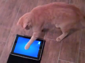 Jogos de iPad para gatos?, TECNOFAGIA